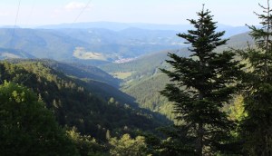 Haicot setting compressed