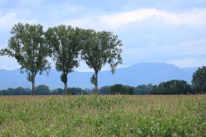 Croix du Moulin battleground