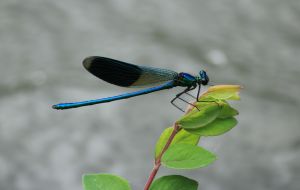 Croix du Moulin damselfly